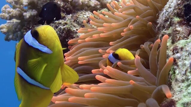 Close-up sea anemone and yellow striped fish clownfish in underwater nature. Anemone is not only captivating for their role in marine ecosystems but also for their stunning appearance.