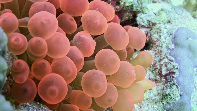 Close-up sea anemone underwater wild nature. They have cylindrical body with central mouth surrounded by tentacles armed with stinging cells called cnidocytes.