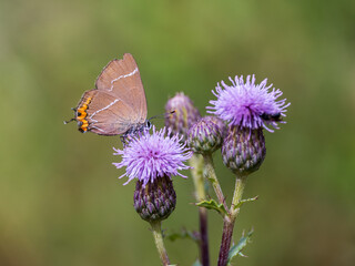 White-letter Hairstreak Butterfly on Creeping Thistle