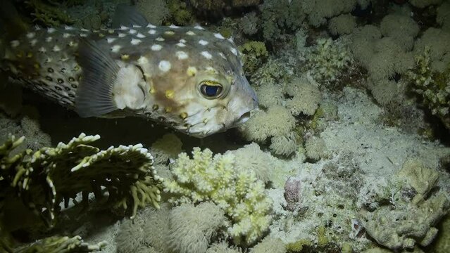 Puffer fish is exclusive inhabitant of underwater ocean depths. Unique puffer fish in underwater ocean is venomous.