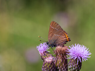 White-letter Hairstreak Butterfly on Creeping Thistle