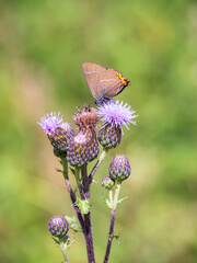 White-letter Hairstreak Butterfly on Creeping Thistle