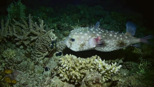 On coral reef, live poisonous puffer fish showcases beauty in underwater ocean. Live poisonous puffer fish in underwater ocean explores colorful world of coral reef.
