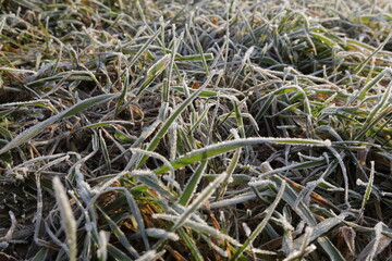 Frosty Lawn low angle of frosted grass.