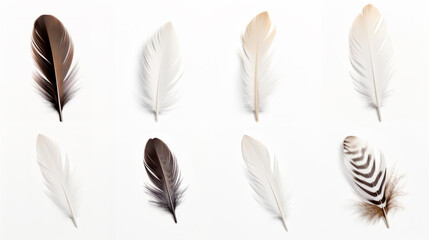 White and black feathers set isolated on white background. Different birds plumage