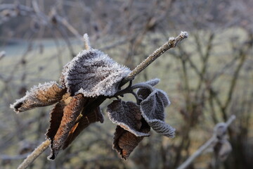 Frosty winter closeup of tree branch.