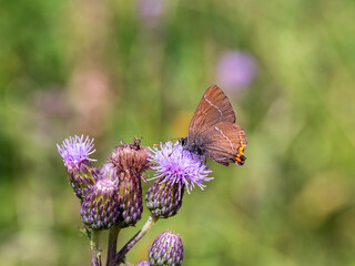 White-letter Hairstreak Butterfly on Creeping Thistle
