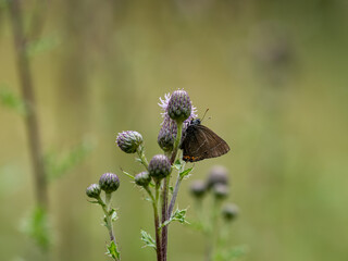 White-letter Hairstreak Butterfly on Creeping Thistle