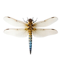 Dragonfly isolated on transparent background