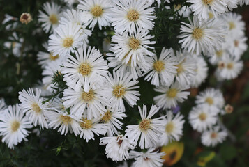 Alpine Aster (Aster alpinus). Decorative garden plant with purple and white flowers. Beautiful perennial plant for rock garden. Autumn flowers. Selective focus.