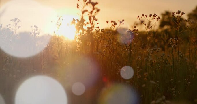 Sunset in the field with wildflowers and grasses.