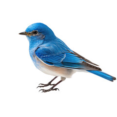 Beautiful blue bird isolated on transparent background
