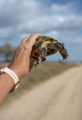 Turtle in hand on a blue sky background, land turtle, rescue of rare animal species, close-up, background
