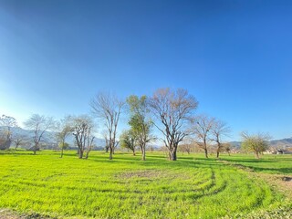 Fototapeta premium trees in the field heaven 