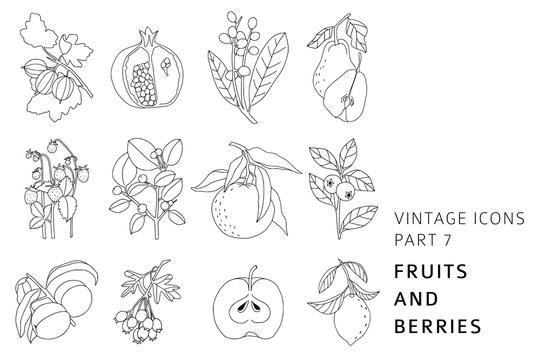 Vintage style hand drawn fruits and berries collection. Linear icons for logo, brand design, farm market,  vegan or vegetarian shop. Bohemian line art botany elements. Elegant outline vector set