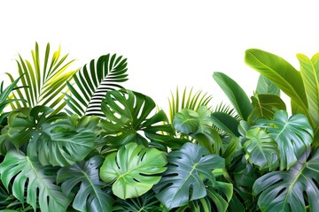Fototapeta na wymiar Tropical plant leaves in indoor garden backdrop