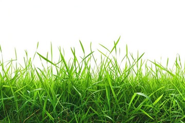 Fototapeta premium Isolated green grass on a white background