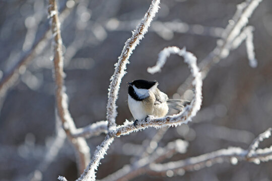 m&eacute;sange &agrave; t&ecirc;te noire sur une branche en hiver