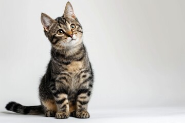 Obraz premium Studio portrait of a sitting tabby cat looking forward against a white backdground