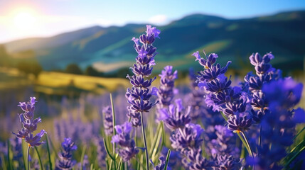 Obraz premium Lavender flower garden with mountain background