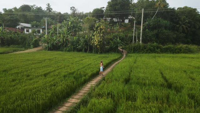 Solo traveler enjoys serene rice field walk. Aerial view of woman amidst paddy landscape, lush jungle backdrop, epitome of calm and solitude. Expanse green, narrow paths winding through crops.