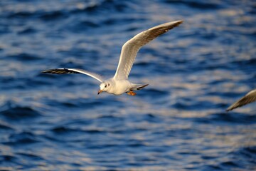 seagull flying over the sea
