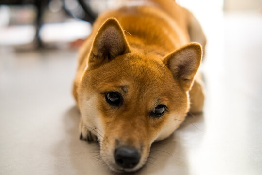 female siba dog lying down