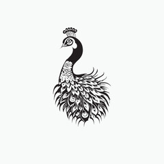 peacock isolated on white background