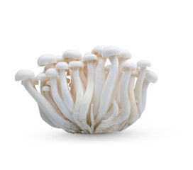 white beech mushrooms or Shimeji mushroom isolated on  transparent.