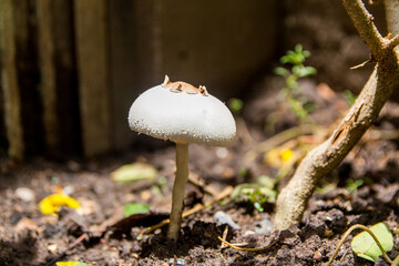 Wild mushrooms grow in a flower bed at noon