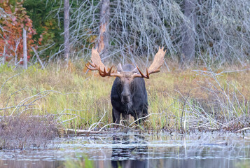 Bull Moose with huge antlers feeding on lily pads in a marsh in Algonquin Park, Ontario, Canada in...