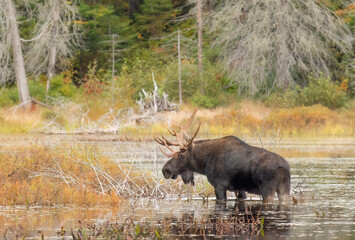 Bull Moose with huge antlers feeding on lily pads in a marsh in Algonquin Park, Ontario, Canada in autumn
