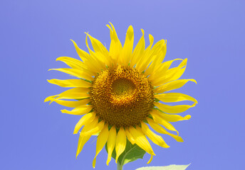 Sunflowers on the blue sky background