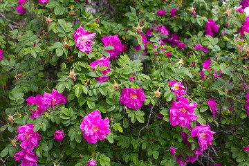 Fototapeta premium A blooming rosehip in the garden. Wild shrub of medicinal flower, Pink Rose
