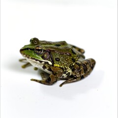 Obraz premium A frog sitting on top of a white surface.