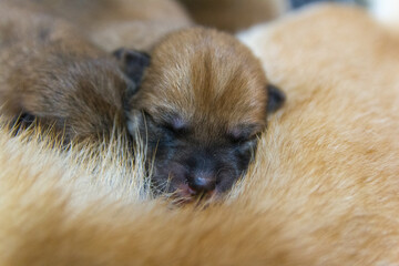 Newborn Shiba puppy sleeping on mother's belly