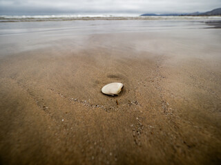 Fototapeta na wymiar Shell at the beach