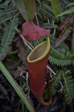 Slender Pitcher Plant with leaves in background
