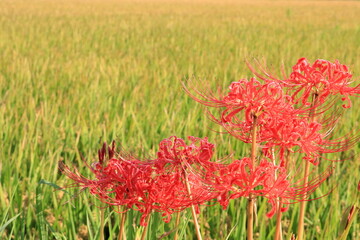 田んぼの畦に咲く彼岸花