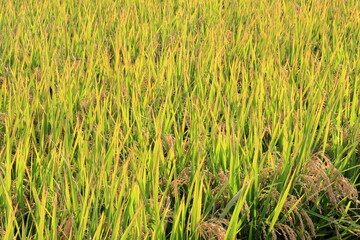 収穫前の稲