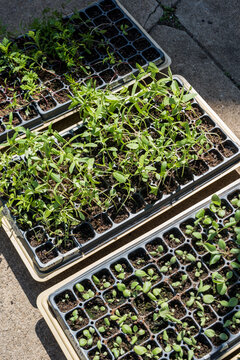 Dye Flower seedlings sprouting in grow trays outdoors
