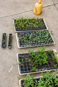 Dye Flower seedlings sprouting in grow trays outdoors
