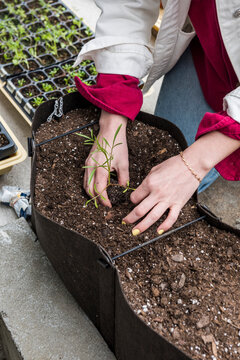 Woman transplanting dye flower seedling into fabric planter