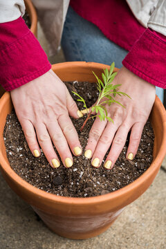 Woman transplanting dye flower seedling into a clay pot