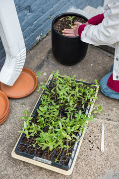 Dye Flower seedlings in tray being transplanted