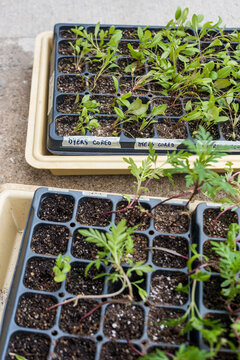 Dye Flower seeds sprouting in grow tray outdoors