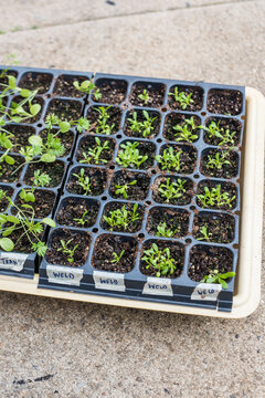 Dye Flower seeds sprouting in grow tray outdoors