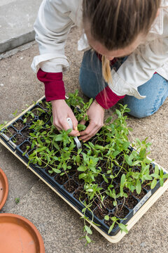 Woman transplanting dye flower seedlings grown in a tray