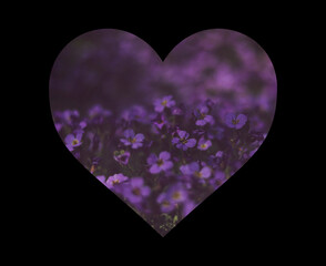 Heart shape made of purple flowers isolated on black background, valentines day concept