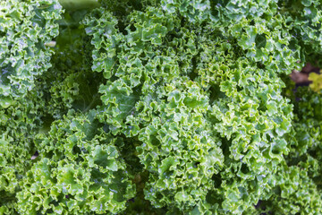 Close-up of fresh kale in vegetable garden